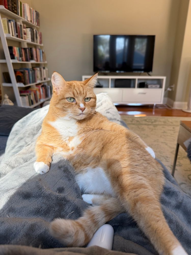 A small orange cat sitting on a gray blanket 