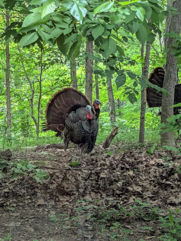 A male turkey stands in the center of the photo. It is in the woods with its tail feathers fully fanned out. The head of a second turkey can be seen behind it with the tail of a third coming into the frame from the right. The featured turkey has a blue face and bright red wattle. The fathers on its body seem to be puffed out, making it appear very round.