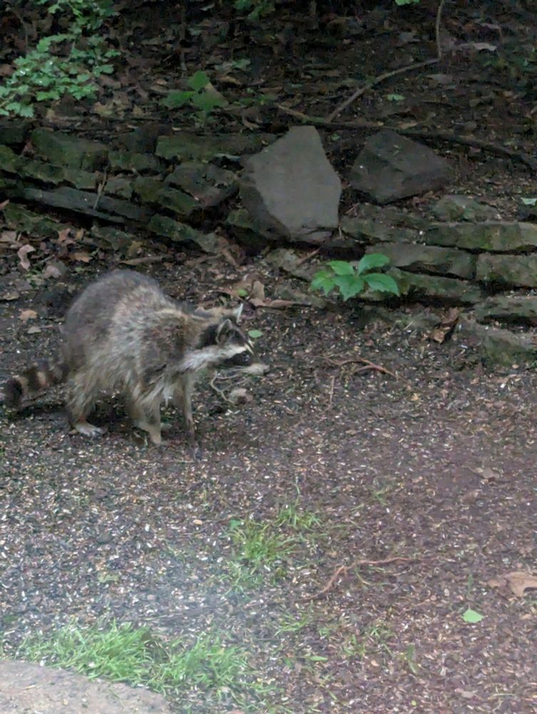 A raccoon stands left of center looking off to the right. It's in front of a short, rock retaining wall. Everything else is mostly dirt with some sticks and plants in the background.