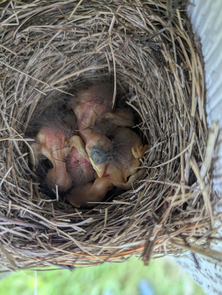 Four newly hatched bluebird babies are huddled in a round stick nest. The babies have no feathers yet. Only one is showing its face to the camera allowing the viewer to see that its eyes are still closed. The skin of the  baby birds seems almost translucent pink. The babies are all piled on top of each other, making it difficult to see where they each stop and start. 