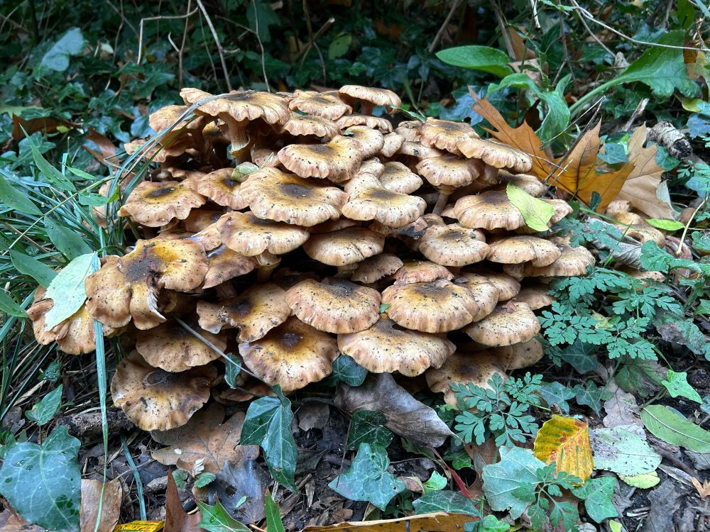 Clump of honey mushrooms (I think) in woodland 