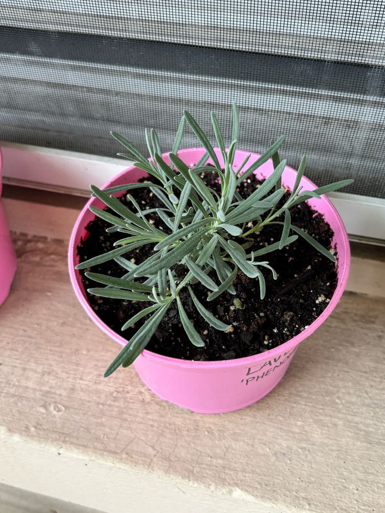 Phenomenal lavender in a pot on my porch 
