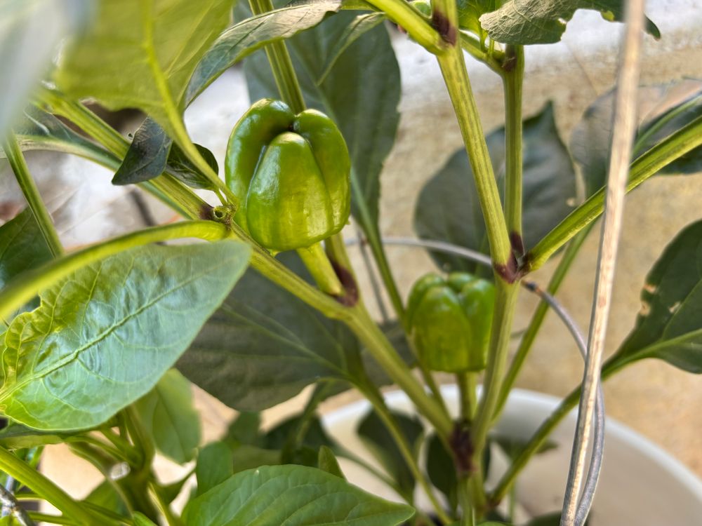 My bell pepper plant 