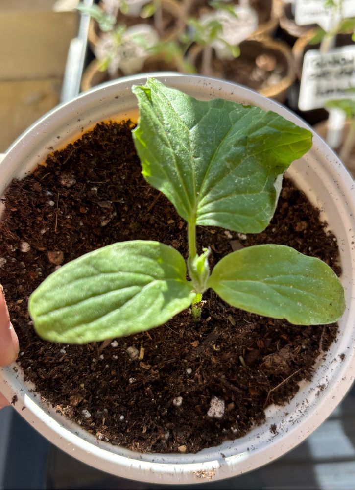 Cucumber plant in a new bigger pot