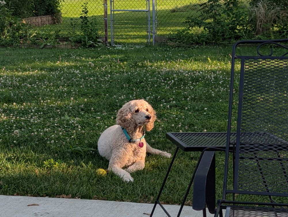 Poodle laying in a field of clover.
