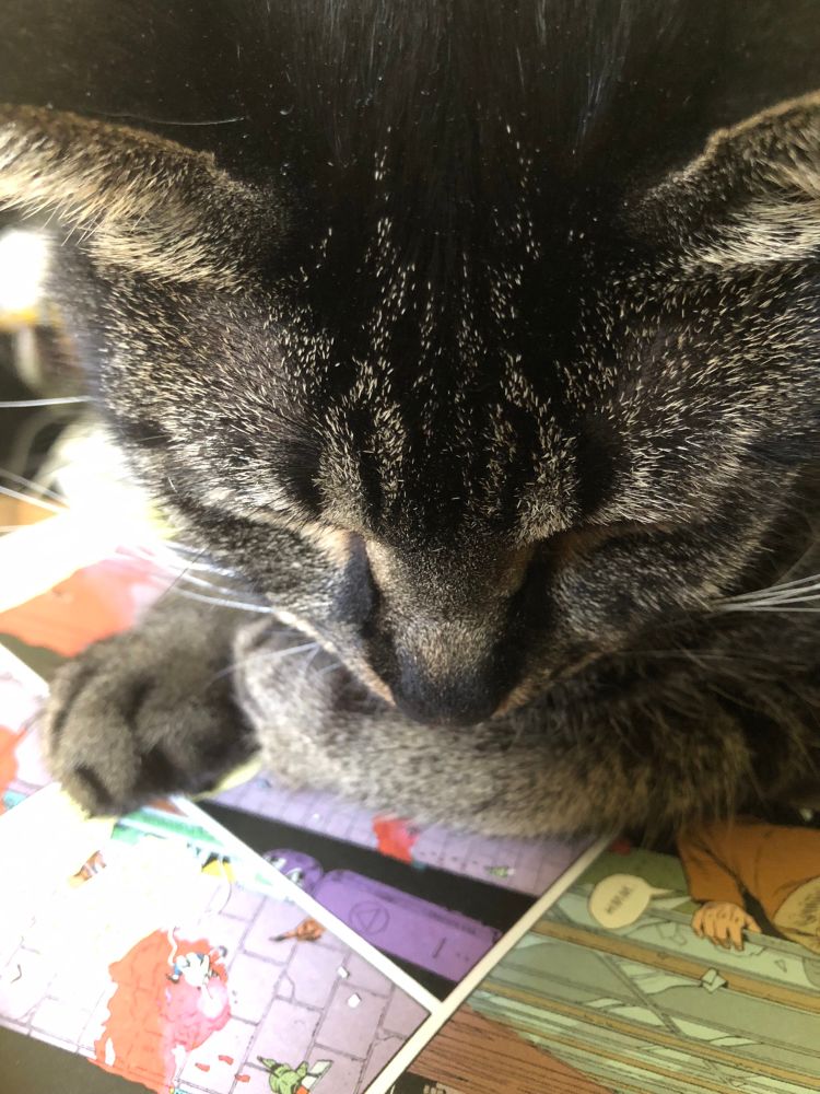 My cat laying on and looking at my copy of “The Watchmen” 