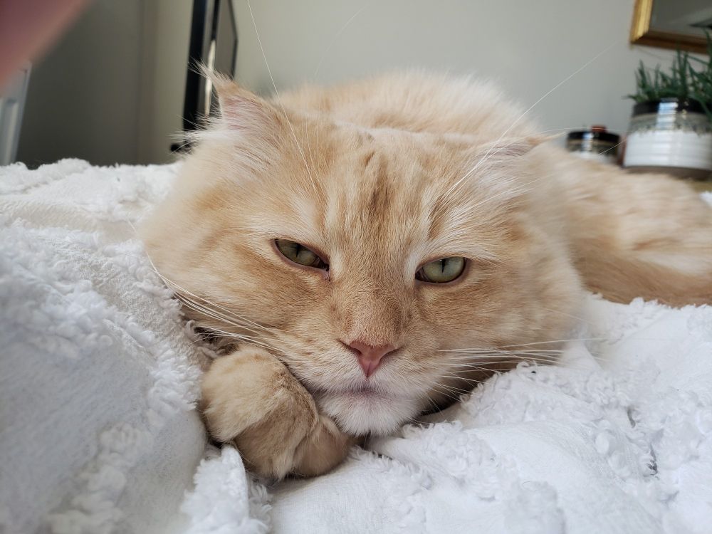 Fleetwood the Creamcicle Floof Lion lying on a white chenille comforter looking at the camera