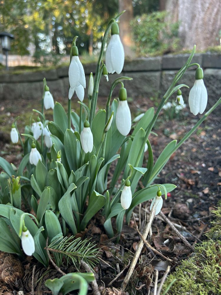 White snow drop flowers emerge from the ground inspiring spring dreams 