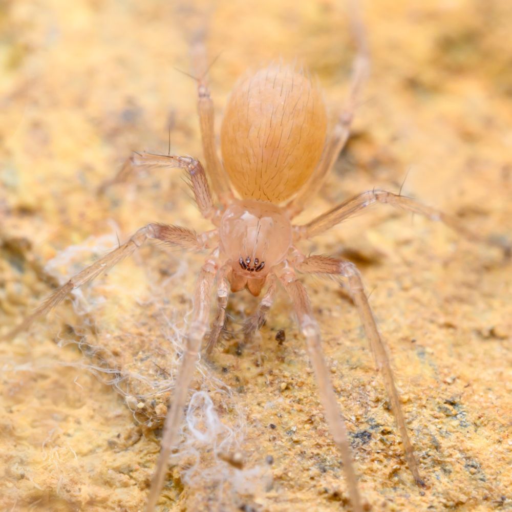 a pale, elegant long-legged spider, with whispy silk, under a stone