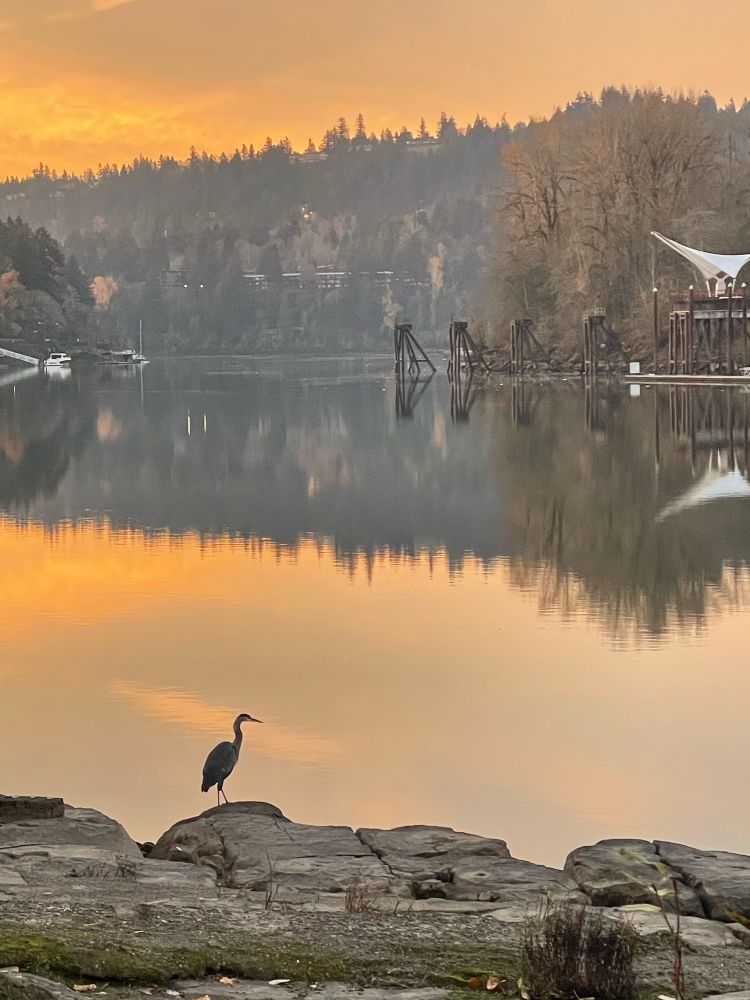 A heron on Oregon's Willamette River at sunrise. 