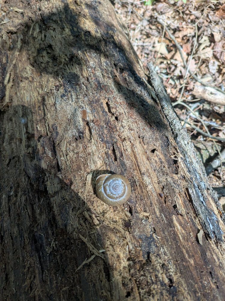 A snail shell on a log