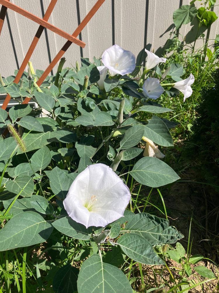 Moon flowers 