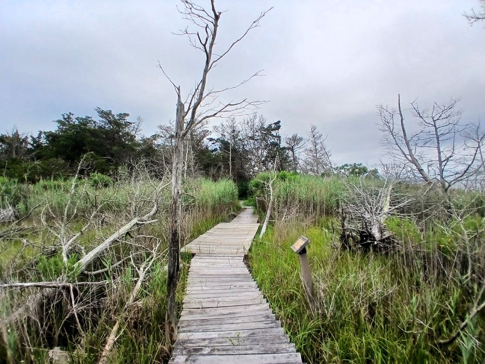A boardwalk over a marsh.