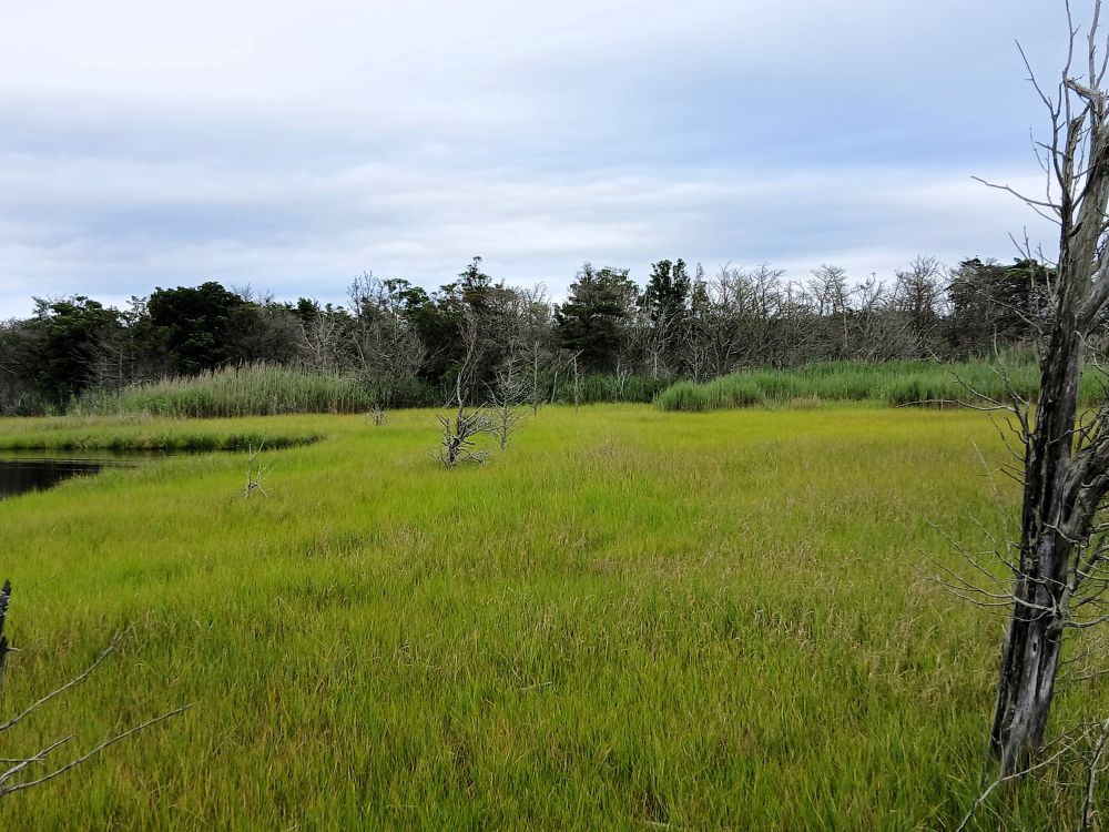 Looking out at the marshland surrounding the boardwalk.