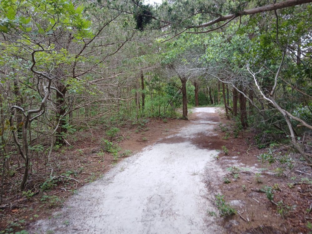 A marshy wooded sandy trail.