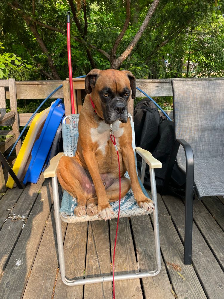 Boxer dog sitting in a small folding chair staring out and looking quite judgmental. 