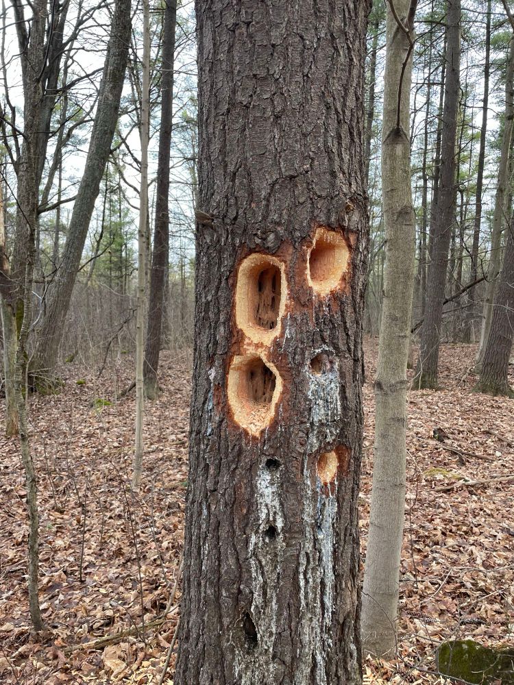 Tree trunk with many large freshly-made holes. 