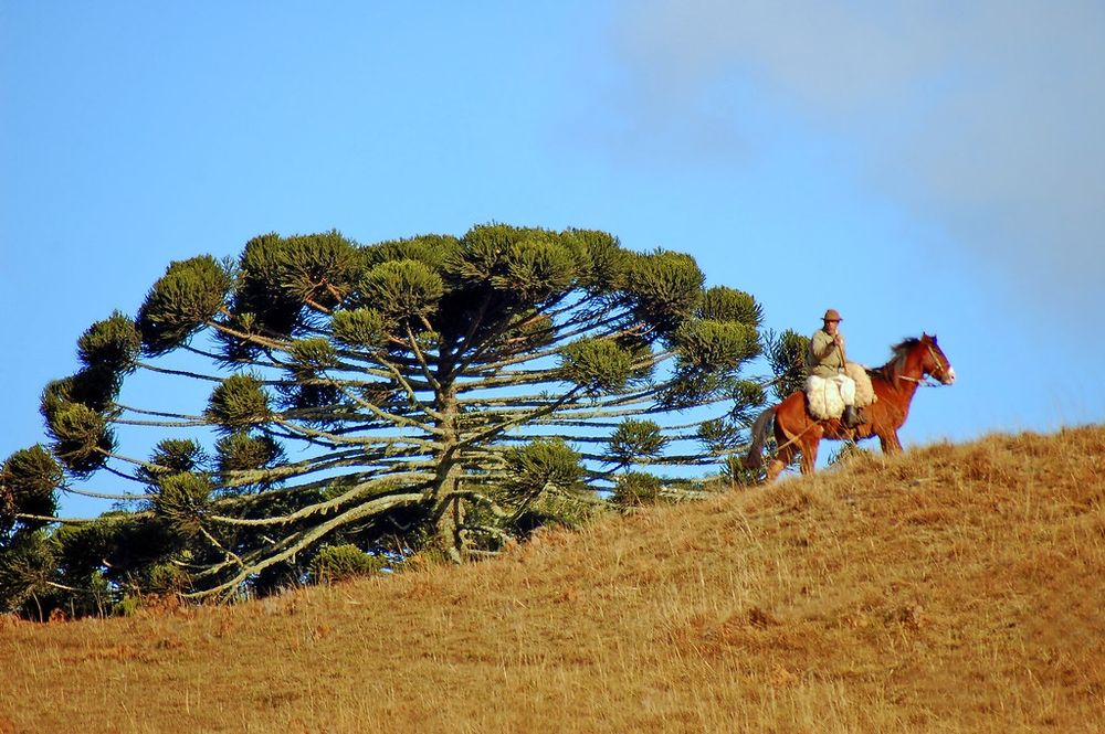 Riding a horse in the pampas