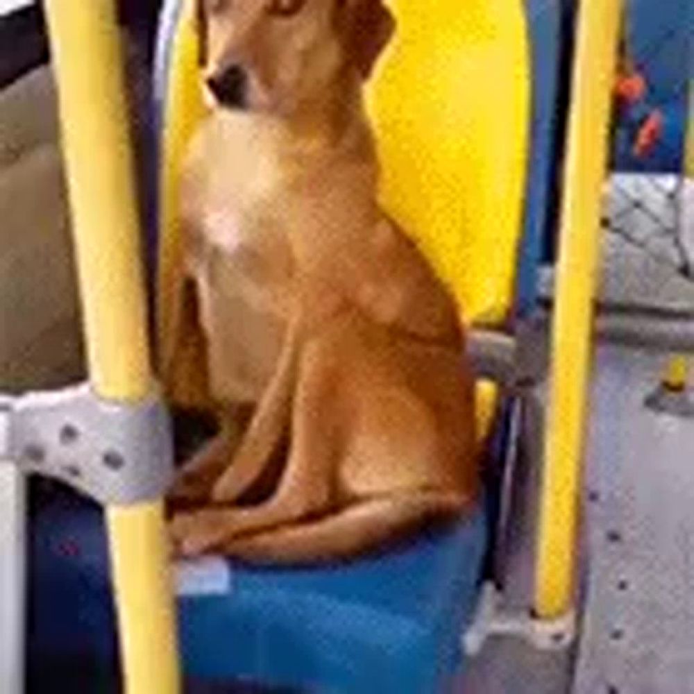 a brown dog is sitting in a blue chair on a bus .