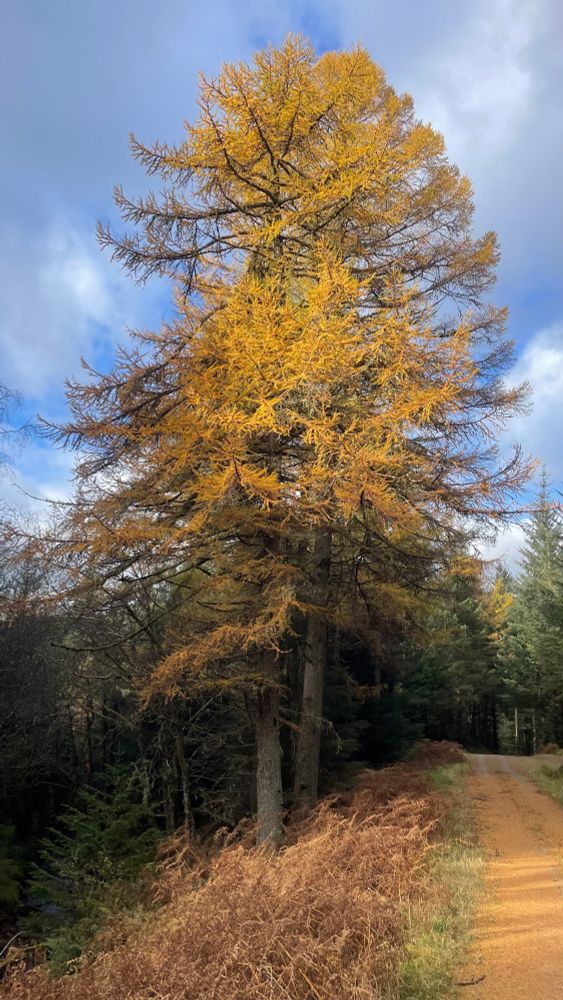 Orange tree next to track 