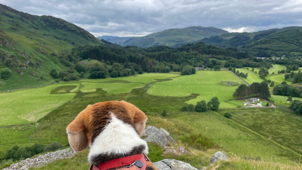 Back of beagle head looking down to free. Valley 