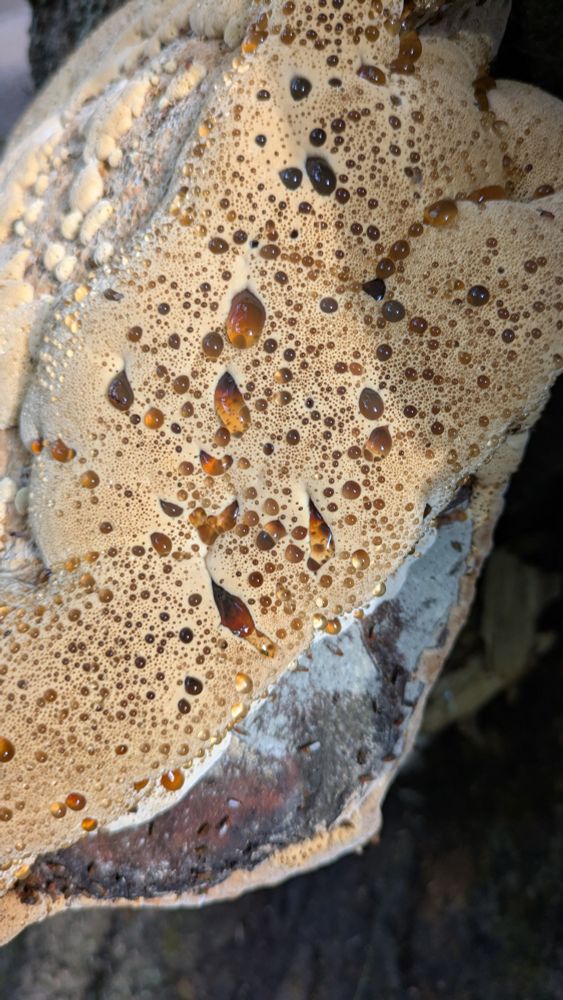 Closeup of a huge mushroom on a living oak tree trunk showing guttation 