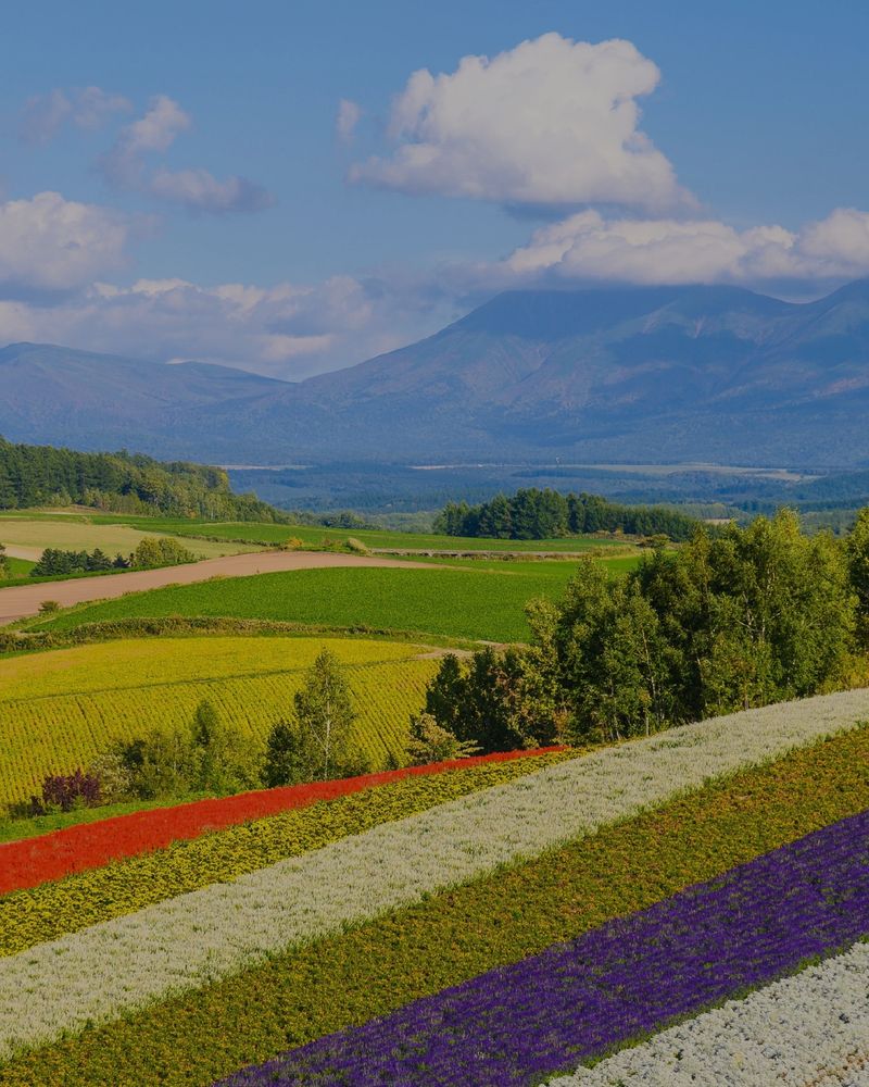 [Image description: Image shows Shikisai No Oka Park in Biei town Hokkaido, Japan. Fields of white, red, and purple striped flowers are on the hillside in front of a mountain and blue-sky background. ]