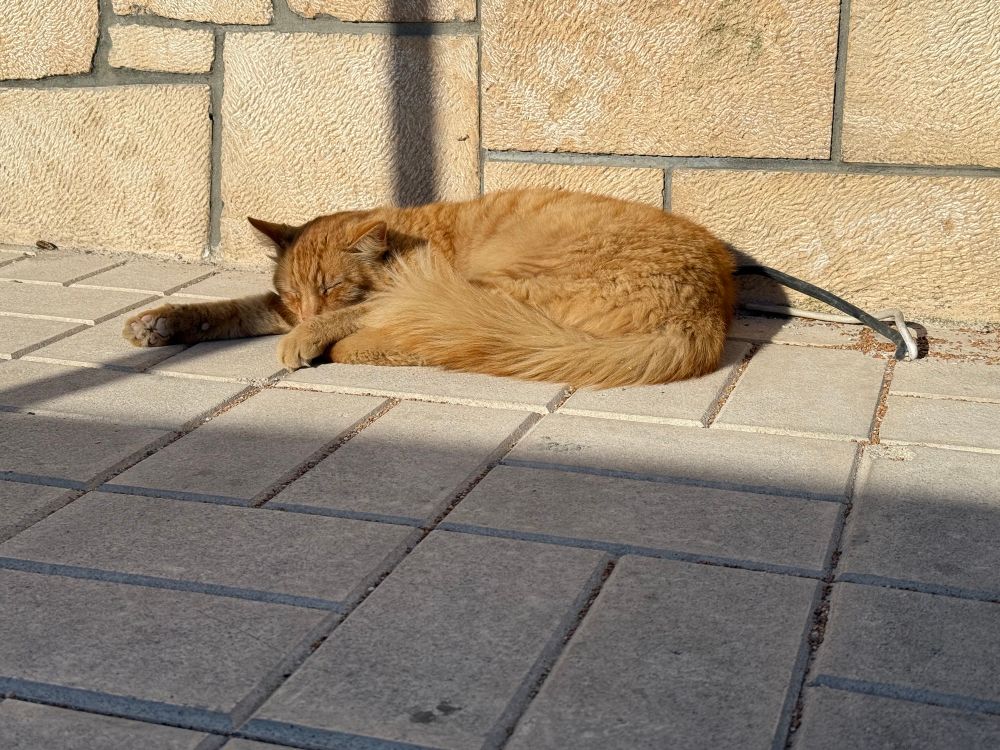 Orange tabby curled up in some sunlight somewhere in Athens 