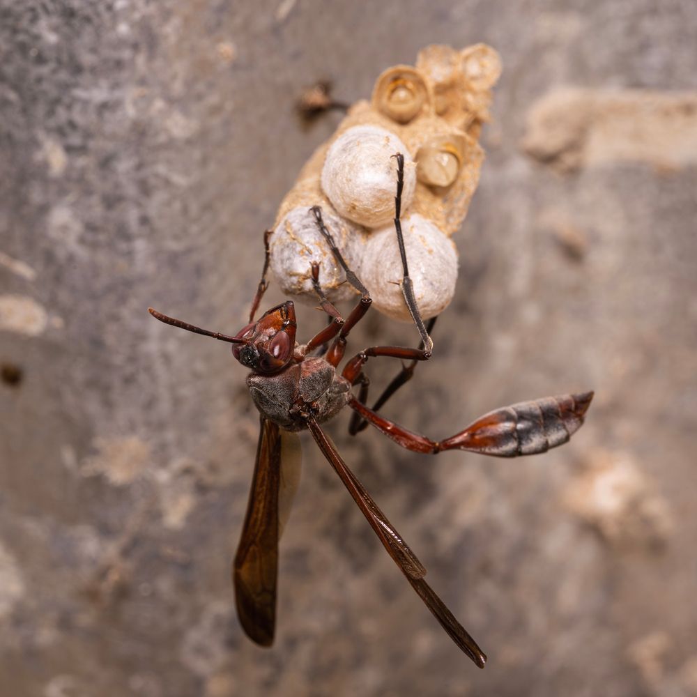 A macro photo of one paper wasp building a nest, close-up and detailed.
