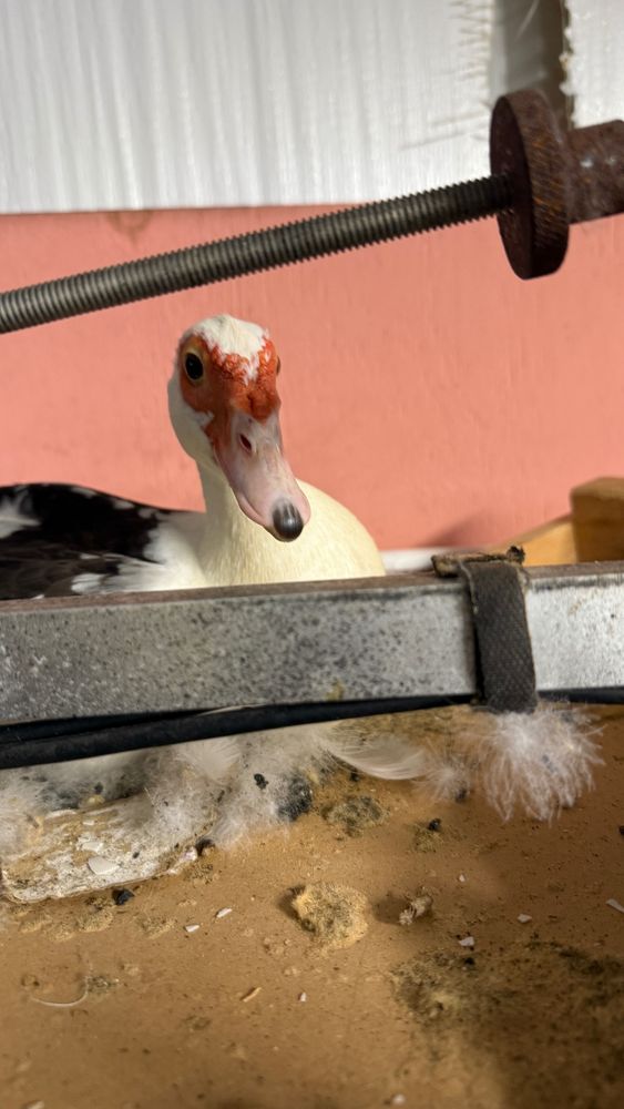 A female muscovy duck, who is pretty chill, but apparently a terrible mom.