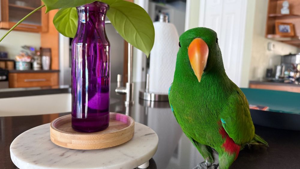 A male Solomon Island eclectus, who hates fascists and bigots with the searing heat of a thousand stars, enjoys a quiet moment on the kitchen counter.