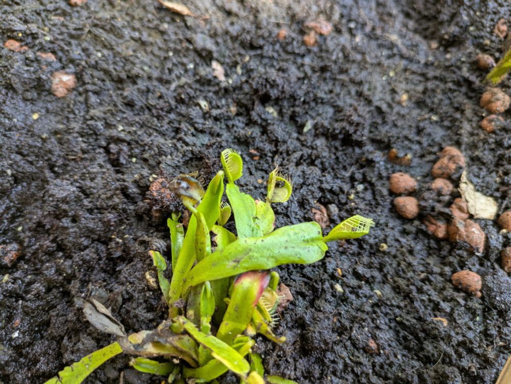Small Venus Fly Traps