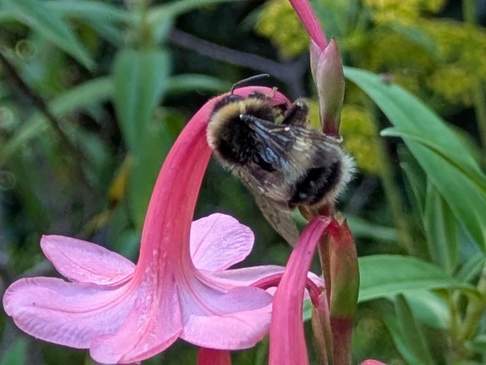A bumble bee on a plant