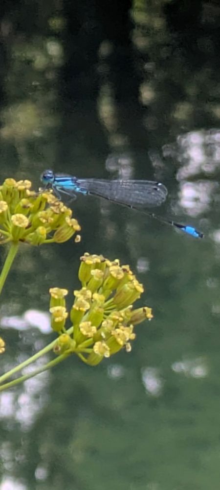 A blue damselfly on yellow flowers
