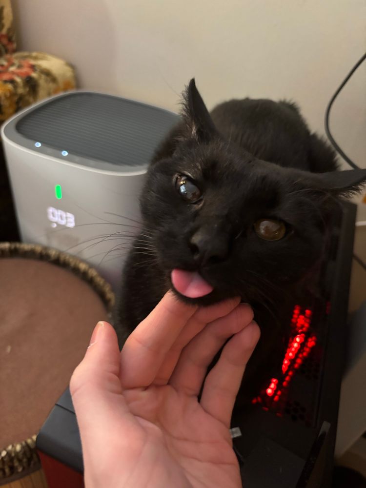 My cat pickles sitting on my computer with his tongue out!!!