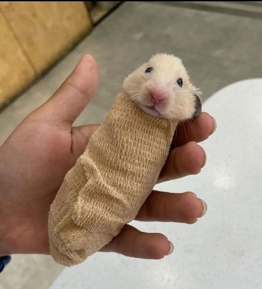 a white hamster wrapped up in ace bandages to be given a CT scan