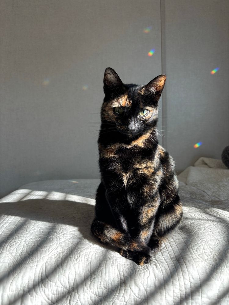 A female tortoiseshell cat sits on the bed staring at her owner while getting her photo taken. 