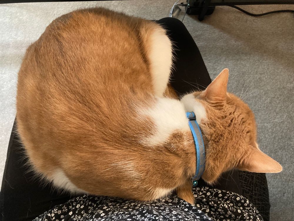 Orange cat with a blue collar curled up on my lap.