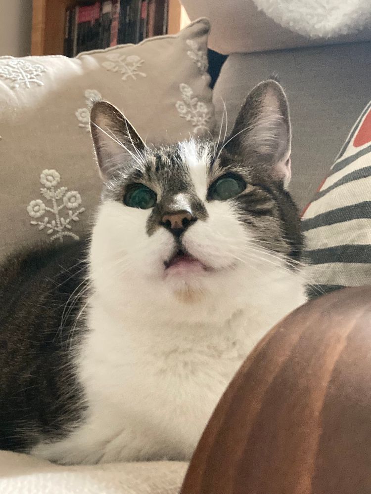 A closeup shot of a white and brown tabby cat staring into the middle distance with a slack jaw and empty eyes; an expression so vacant it makes one question whether he knows he is capable of thoughts at all