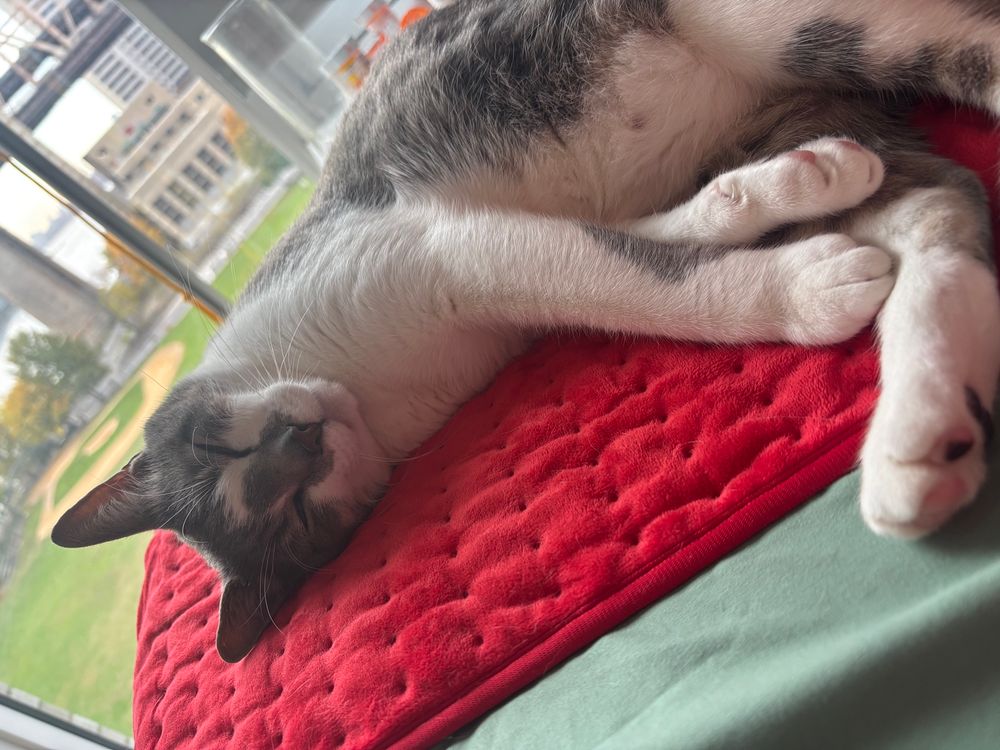 my transgender cat lies on his heating pad