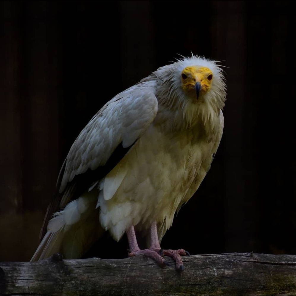 Vautour percnoptère sur fond noir. Il fixe le spectateur. Jardin des Plantes. Paris