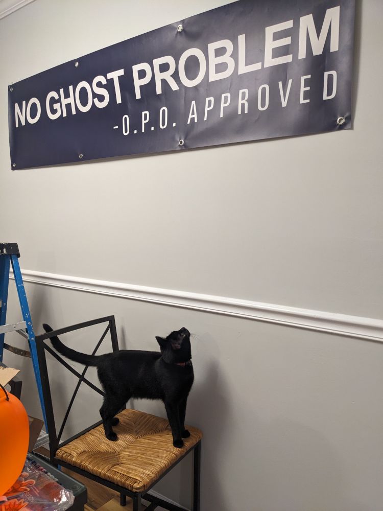 Bela the cat looking up, confused, at a banner that reads "NO GHOST PROBLEM"