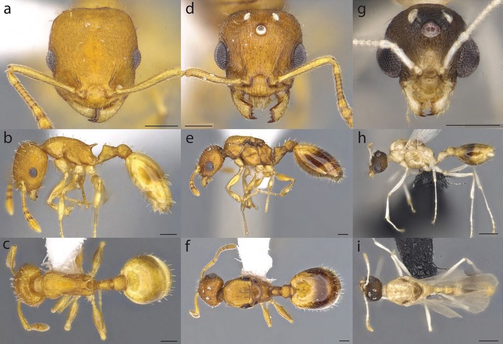 Images of the worker, gyne, and male of Temnothorax caryaluteus, a newly named ant species from the eastern United States.