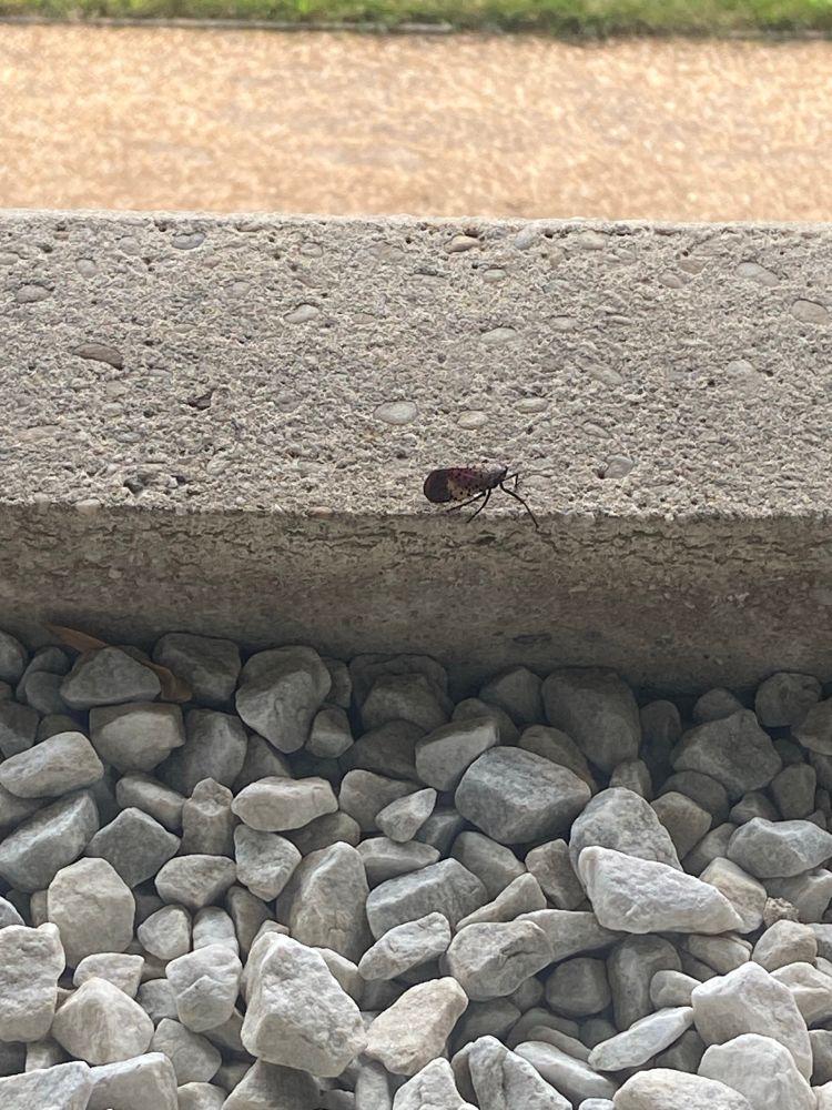 Stupid bitch lantern fly that I want dead scuttling along a concrete windowsill where he doesn’t belong.