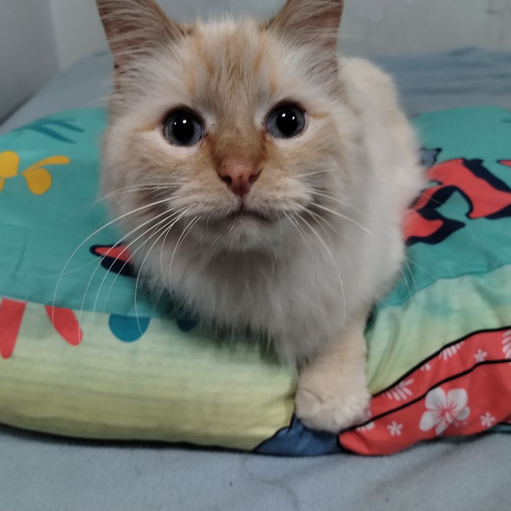 A photo of a white flame-point cat with blue eyes. He's sitting on the pillow of his human's bed. He's in a loaf position with a single paw sticking out the front. He's looking slightly up at the direction of the person taking the photo. 
