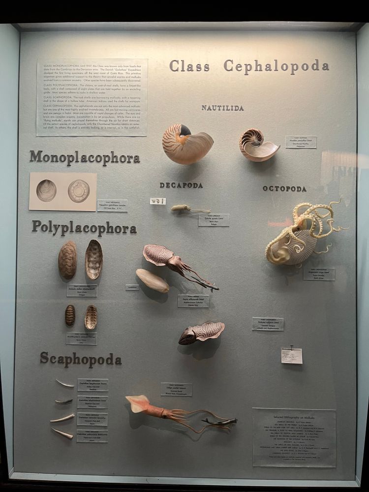 cephalopoda museum display wall