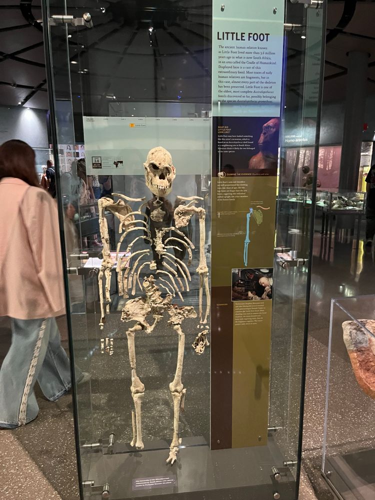 Little Foot skeleton display 