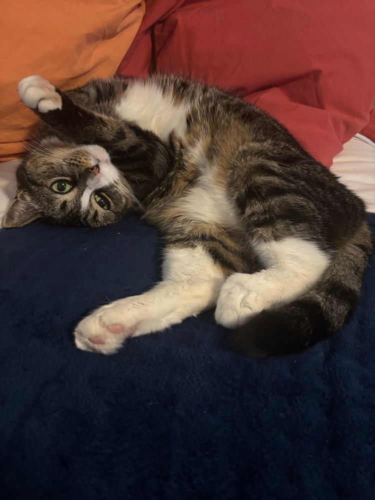 my tabby cat Osha curls on the bed to display her fluffy belly 