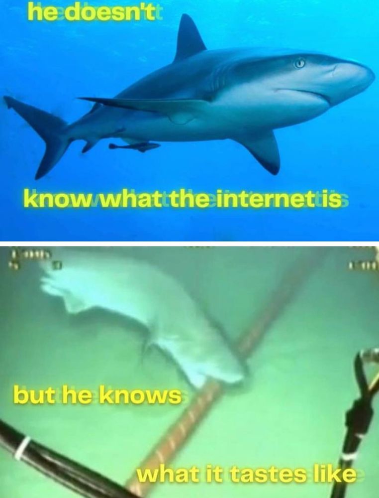 He doesn'tt
know/whattthe internettis:
but he knows
what it tastes like
shark biting into underwater fiber optic cables 