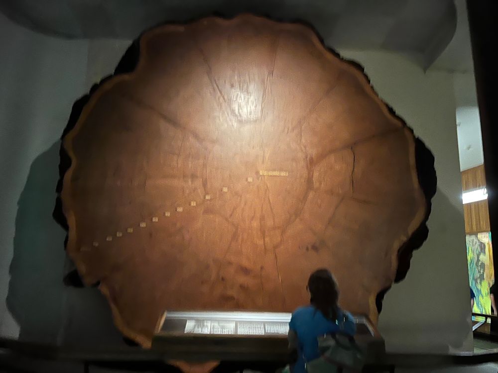 Giant sequoia tree from 550 AD